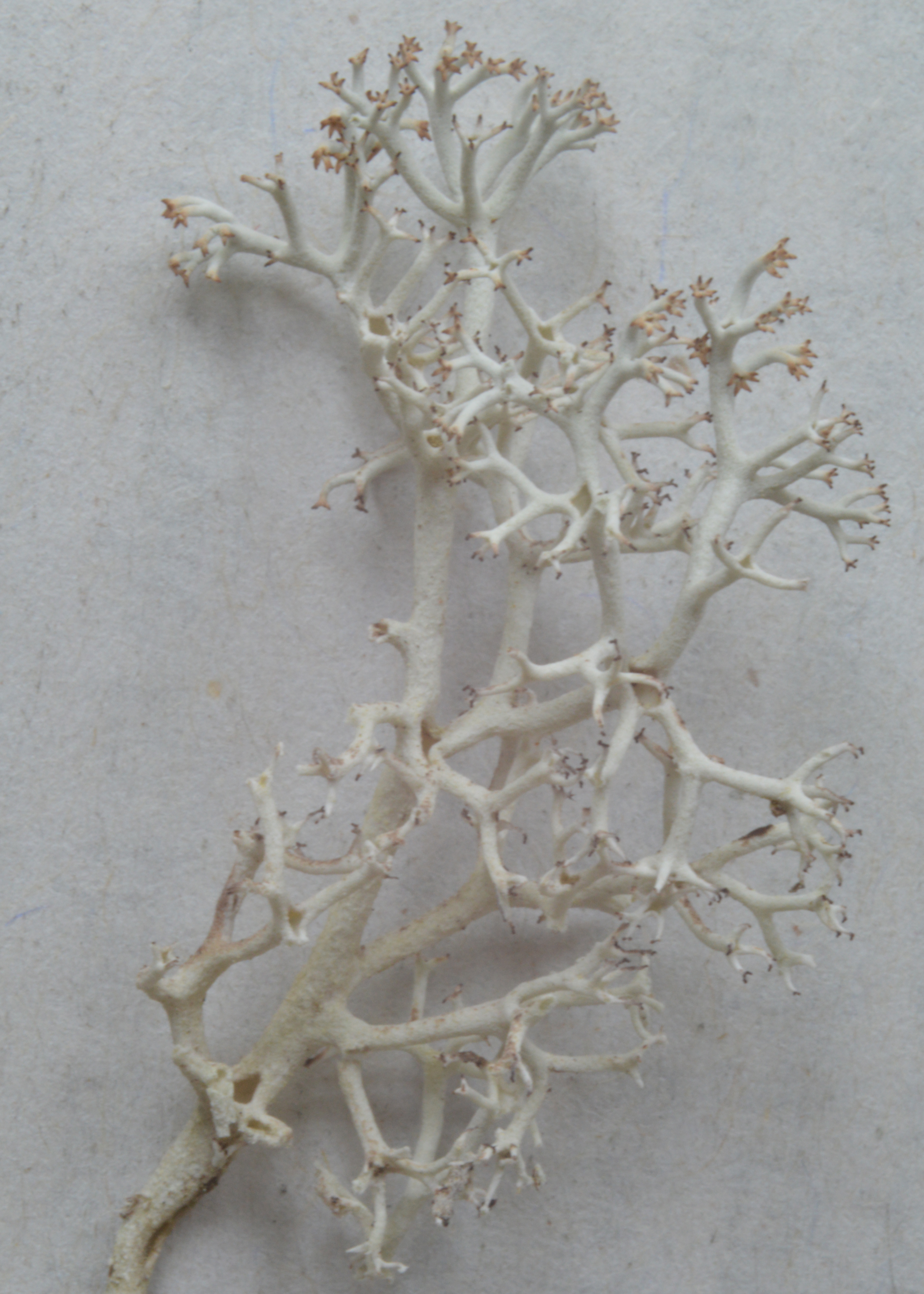 Cladonia stellaris