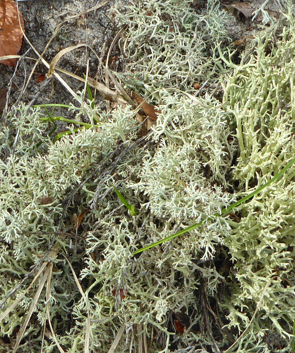 Crustose lichen, Ipswich