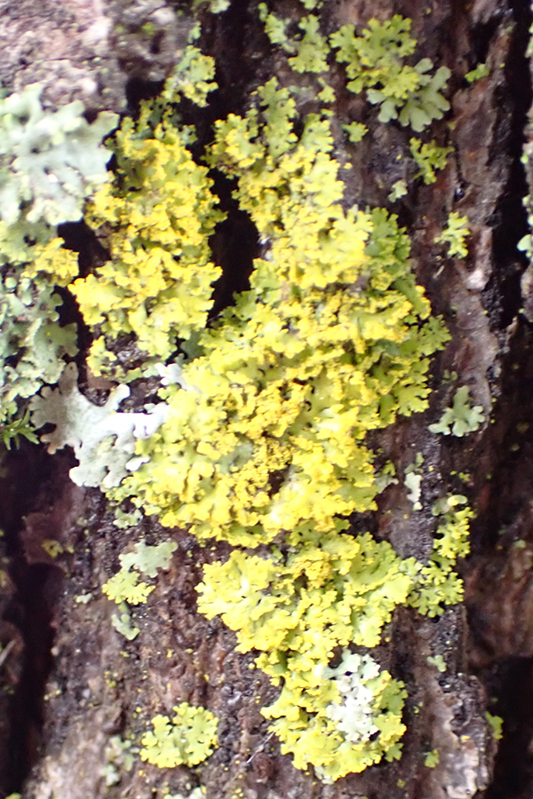 Candleflame lichen
