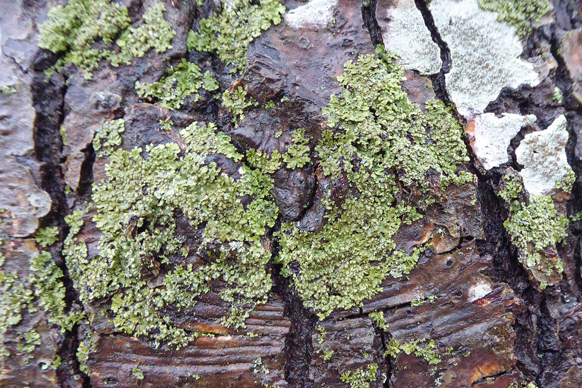 Candleflame lichen, Ipswich MA