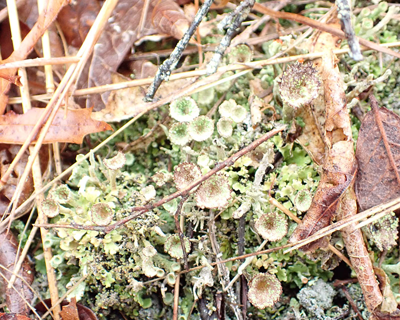 Mealy pixie-cup lichen