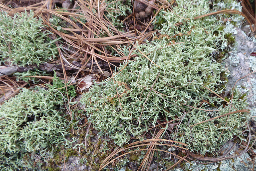 Smooth tripe lichen