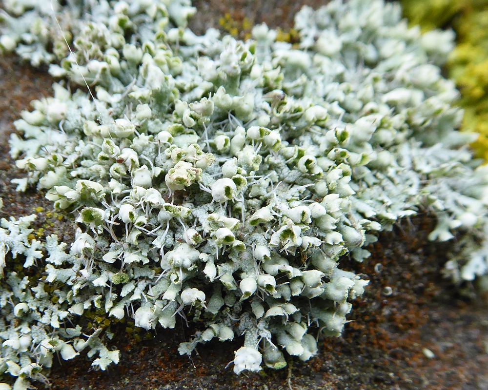 Physcia tenella