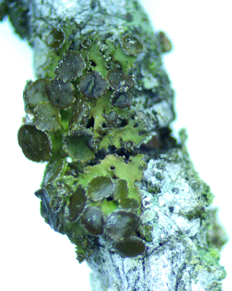 Fringed wrinkle lichen detail