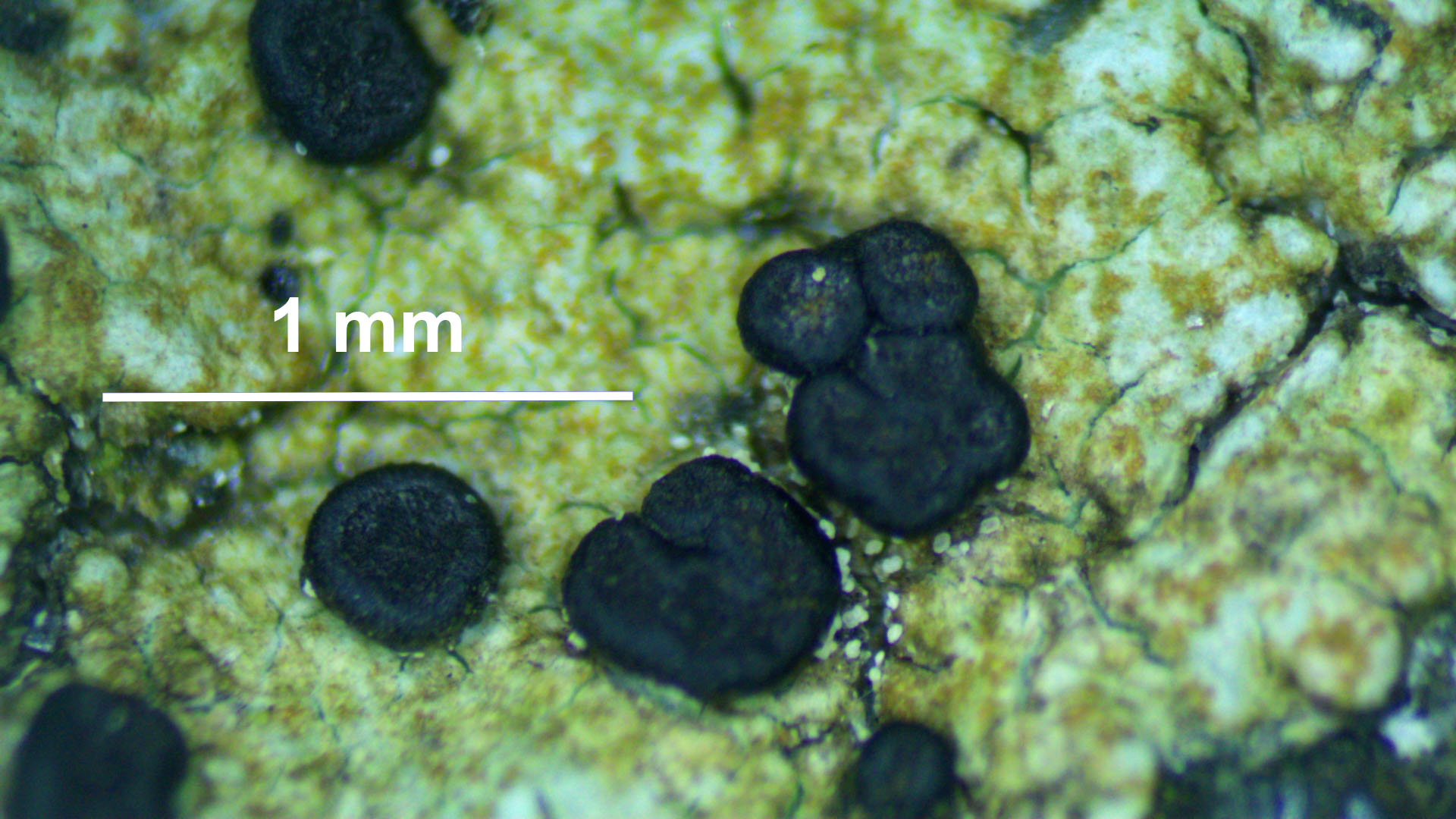 Helocarpon erraticum discs