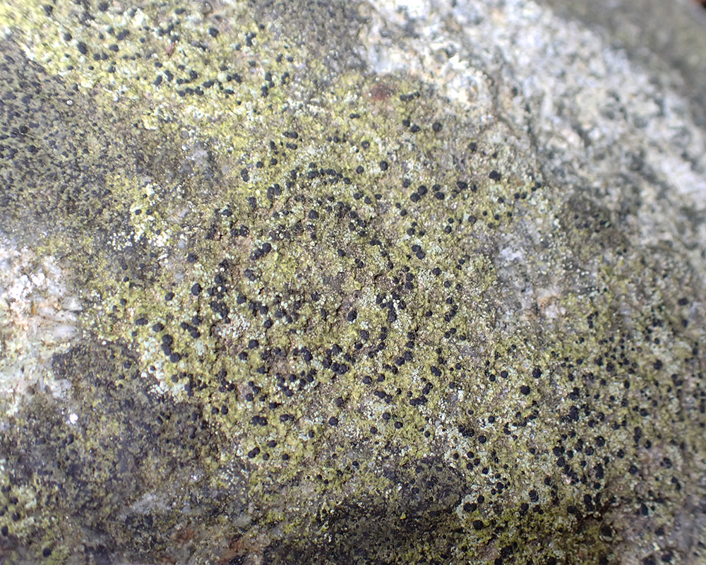 Helocarpon erraticum