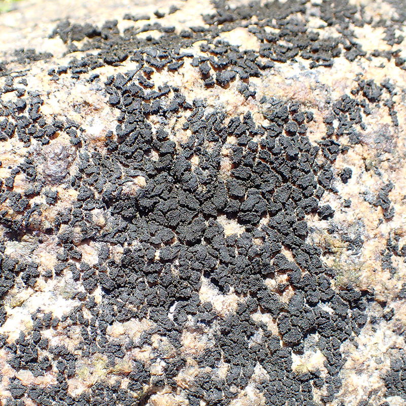 Hydropunctaria amphibia