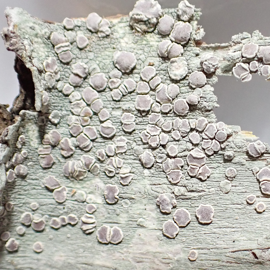 Lecanora protervula