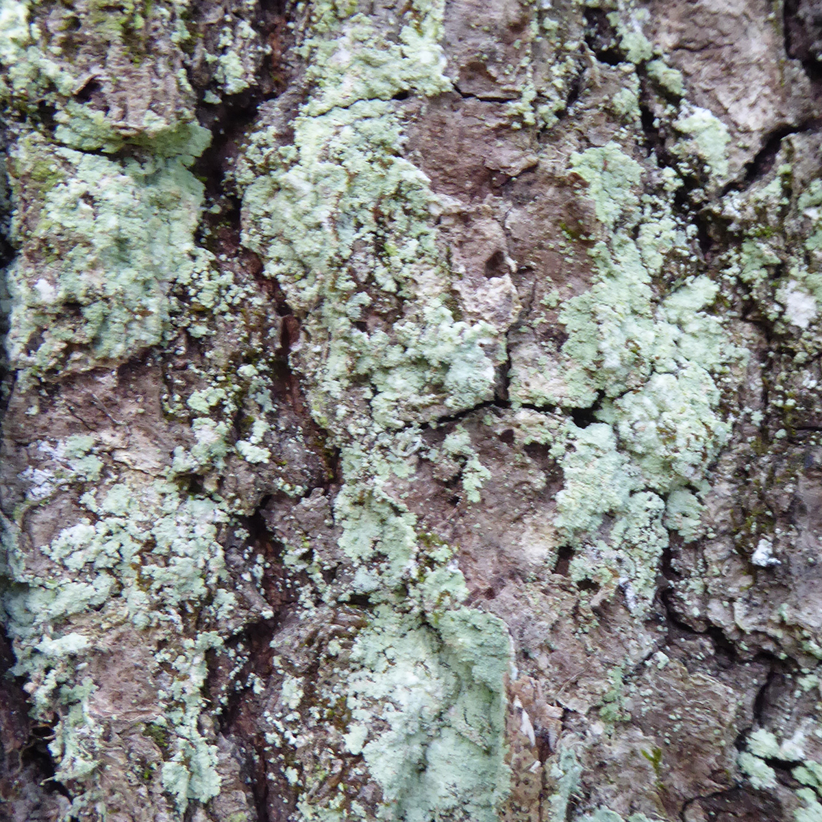 Crustose lichen, Ipswich