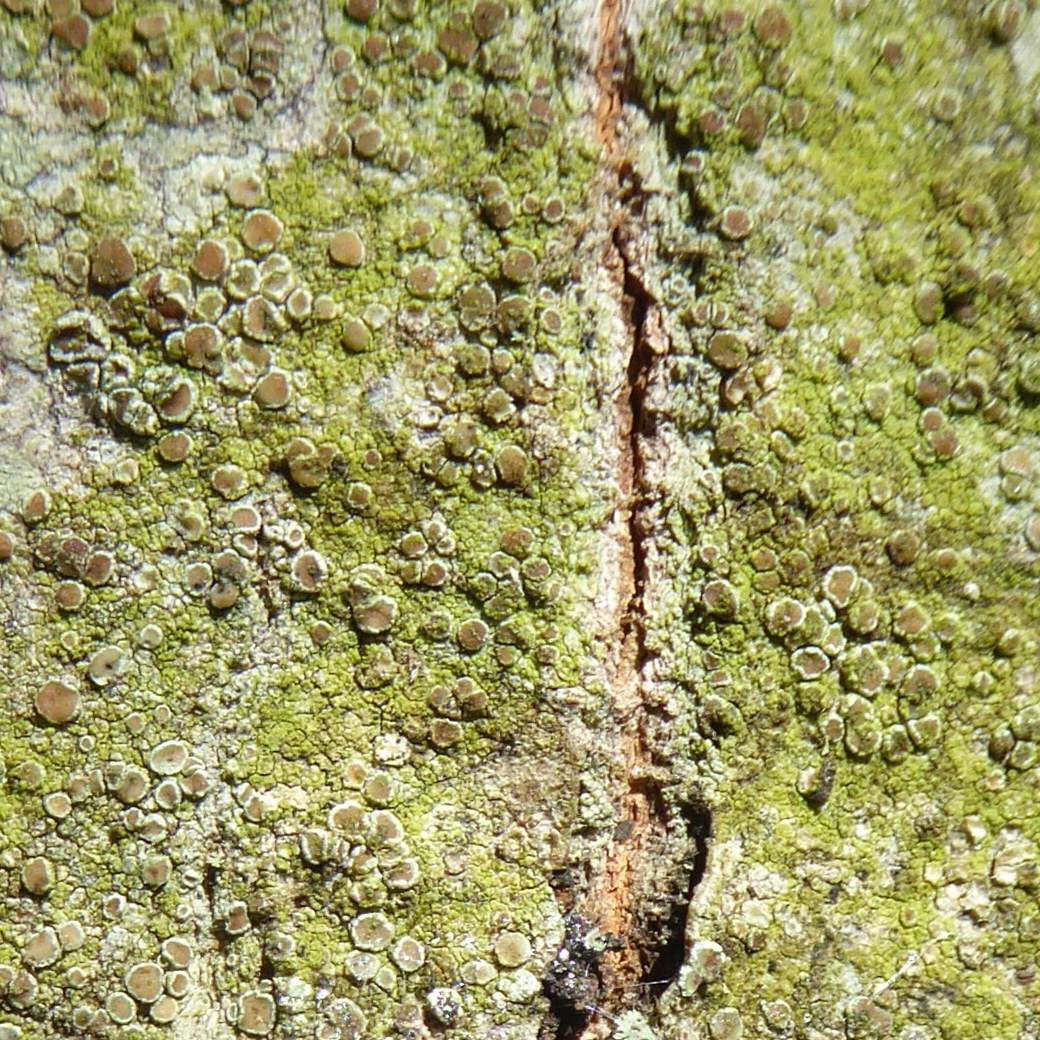 mealy rim lichen