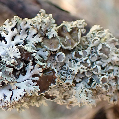Monk's head apothecia