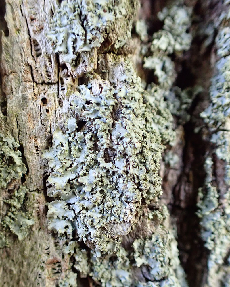 Powdery axil-bristle lichen