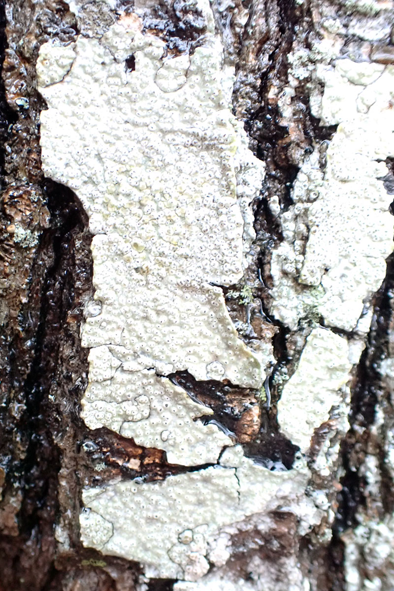 Pertusaria consocians