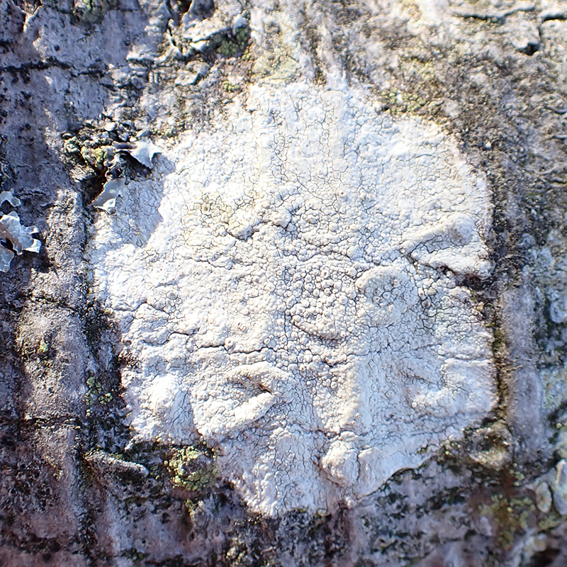 Pertusaria macounii