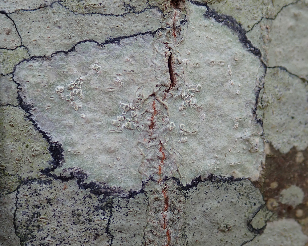 Pertusaria pustulata