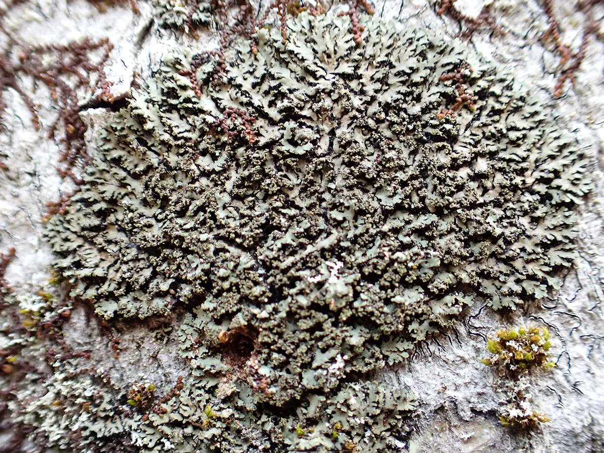 Phaeophyscia rubopulchra