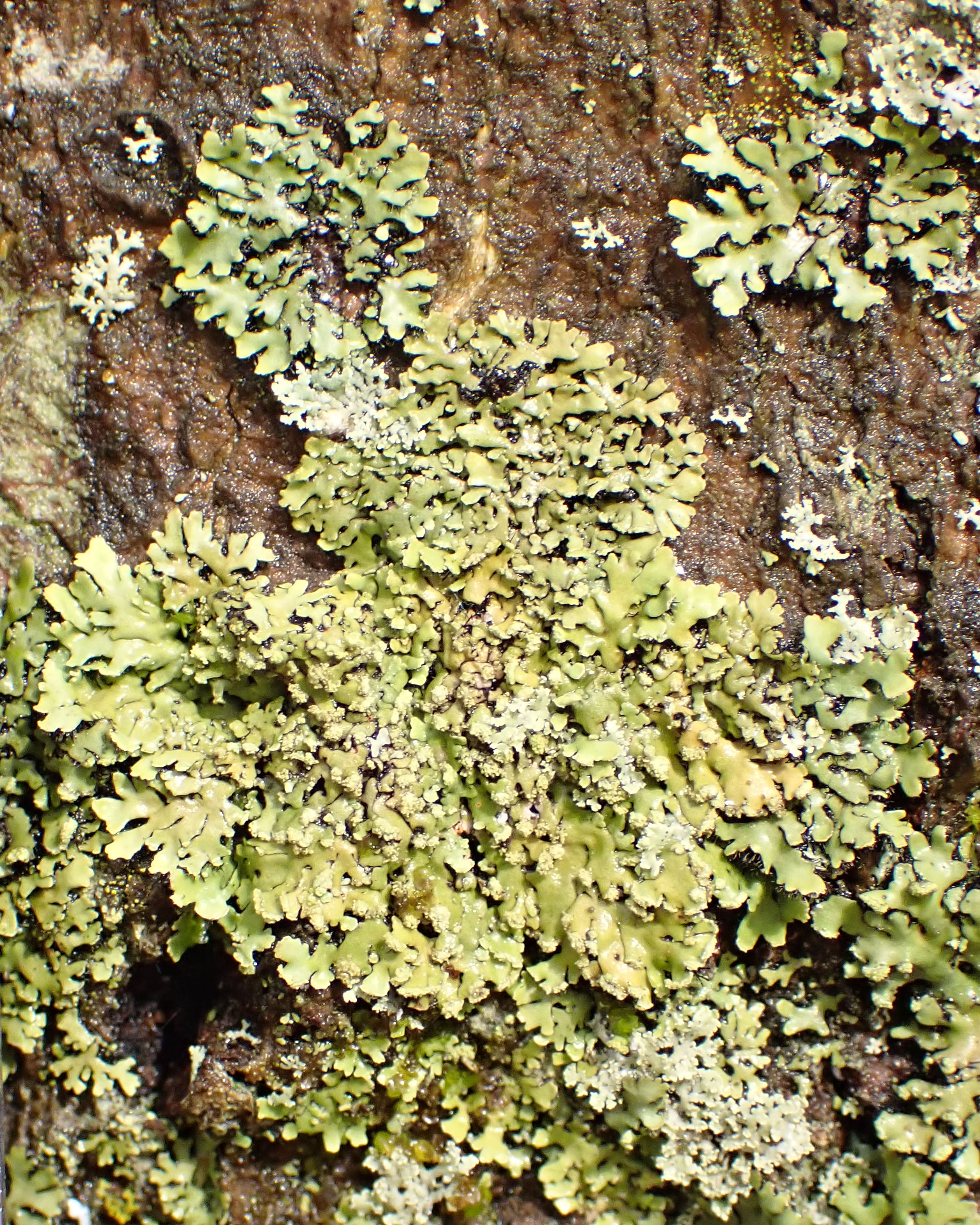 Phaeophyscia adiastola