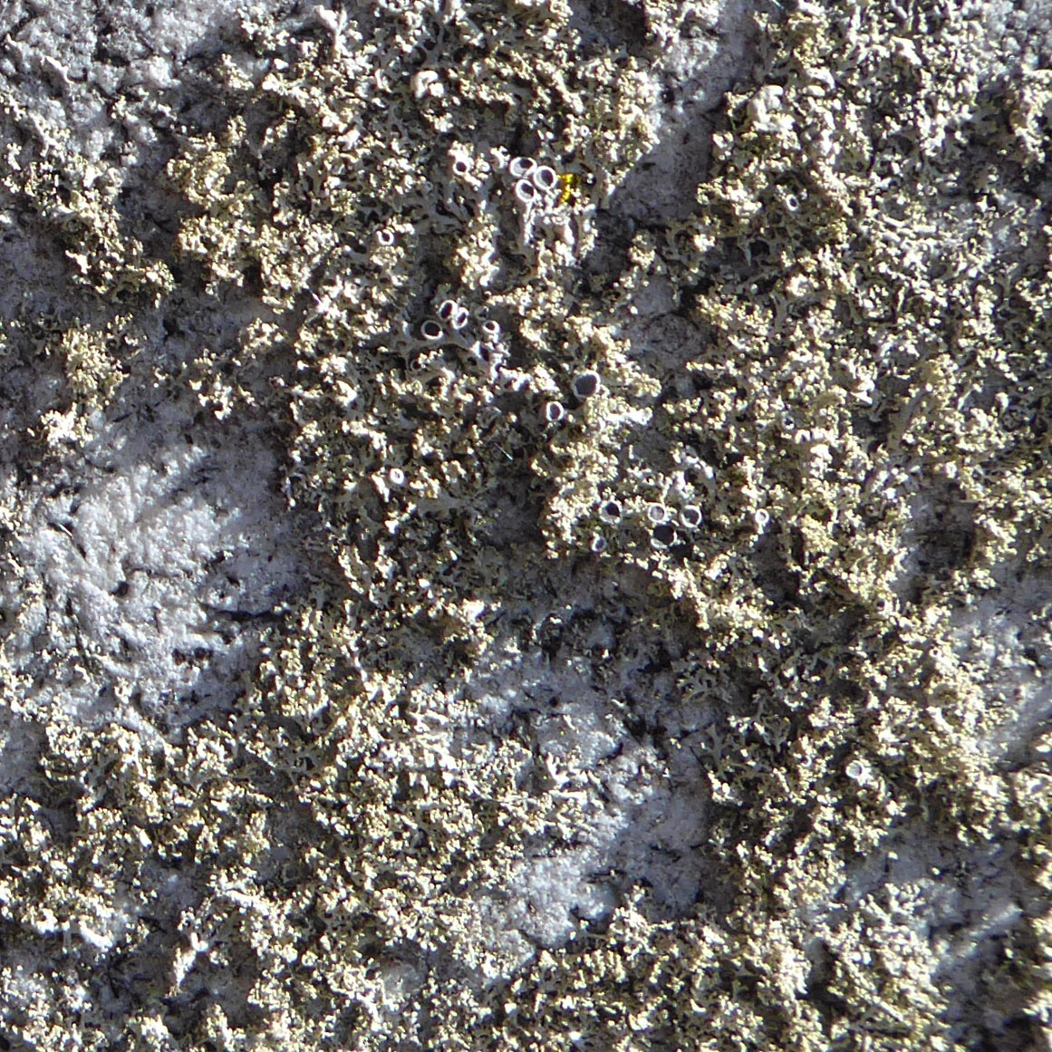 Physcia, Ipswich MA