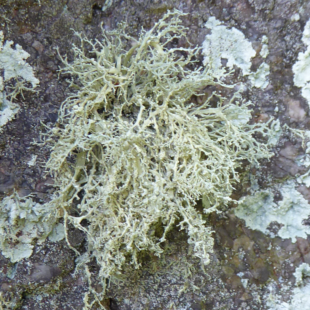 Ramalina intermedia 