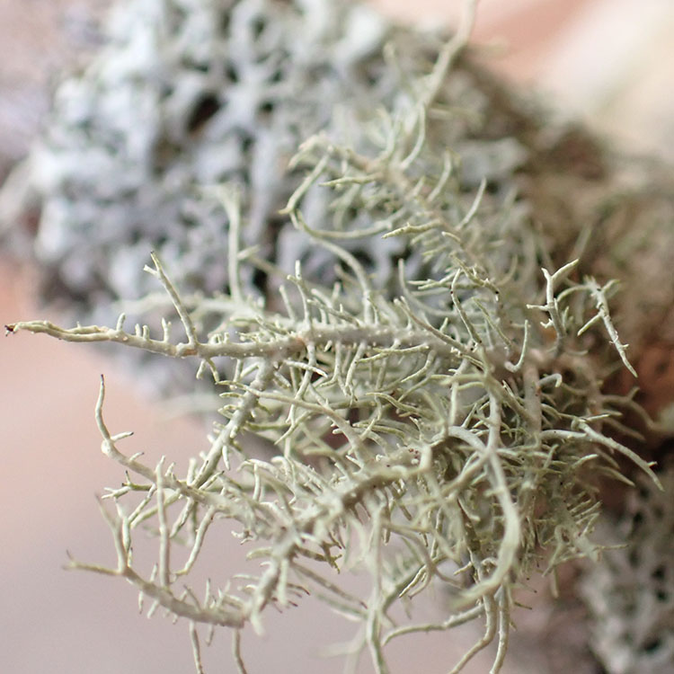 Usnea flavocardia