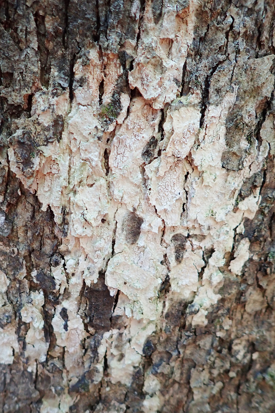 Whitewash lichen