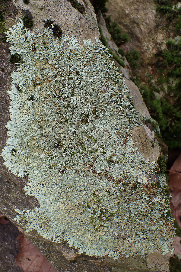 Xanthoparmelia plittii